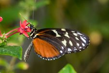 Male Common Mechanitis Butterfly Stock Photo Male Common Mechanitis Butterfly Stock Photo
