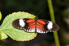 Piano Key Butterfly (Heliconius Melpomene). Royalty Free Stock Photo Piano Key Butterfly (Heliconius Melpomene). Royalty Free Stock Photo