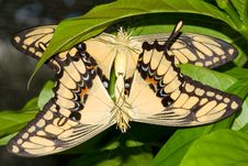 Mating Swallowtail Butterfly (Papilio Cresphonte) Stock Photography Mating Swallowtail Butterfly (Papilio Cresphonte) Stock Photography