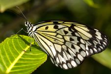 Tree Nymph Butterfly (Idea Leuconoe) Royalty Free Stock Photography