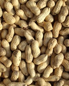 Dry Roasted Peanuts Royalty Free Stock Photo Dry Roasted Peanuts Royalty Free Stock Photo