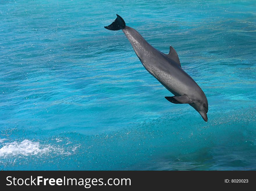 Bottlenose dolphin jumping in clear blue water. Bottlenose dolphin jumping in clear blue water