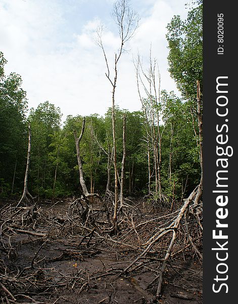 Wetland Mangroves