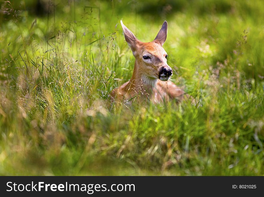 A young white tailed deer resting in tall grass. A young white tailed deer resting in tall grass.