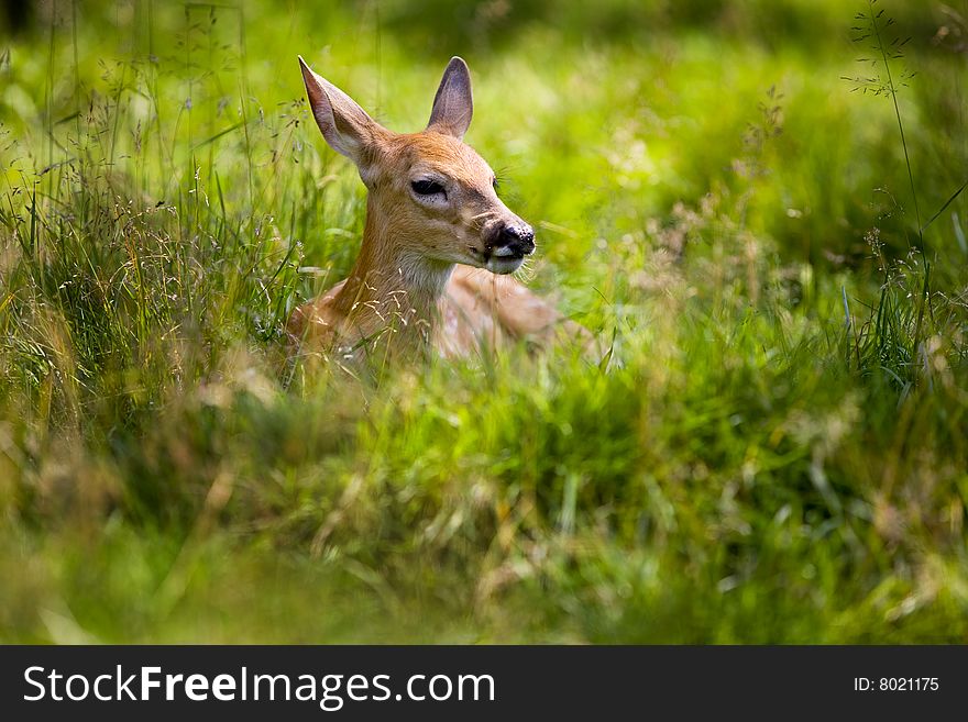 Fawn Resting 5
