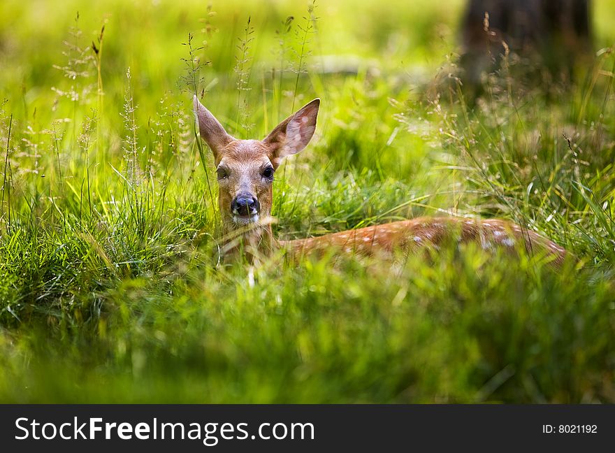 Fawn Resting 2