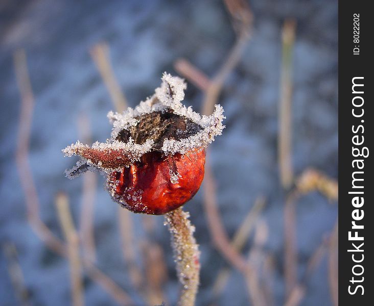 A red hip covered with hoarfrost. A red hip covered with hoarfrost