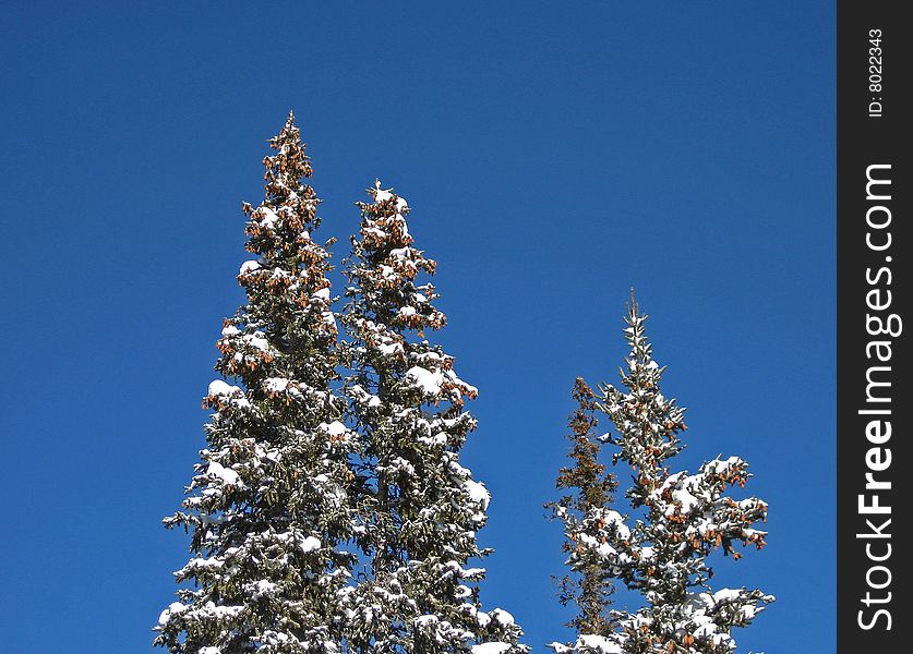 Snow on tree tops, winter