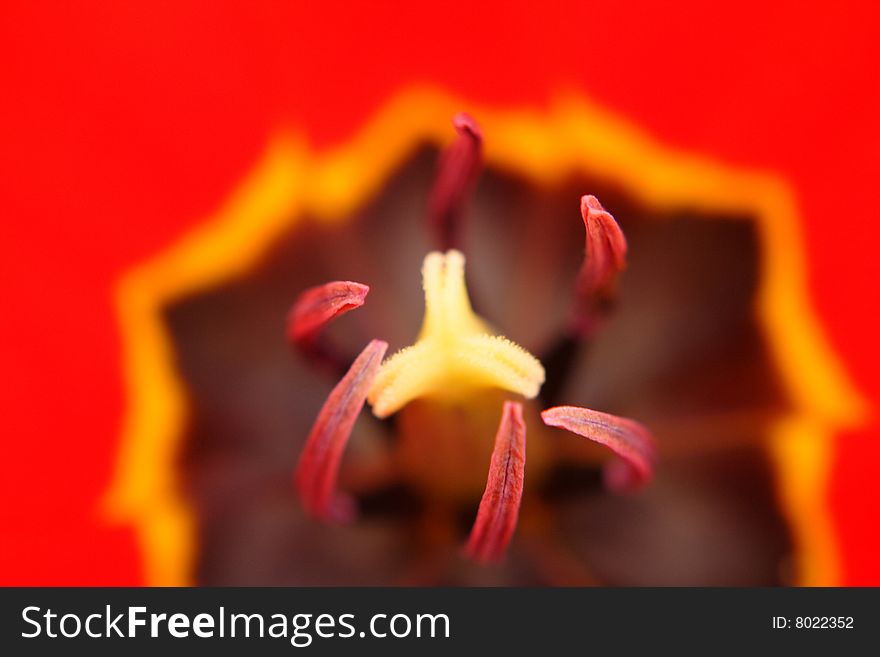 Close Up Red Tulip