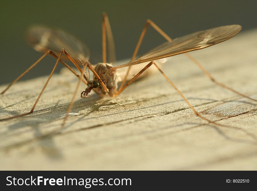 This is a macro shot of a crane fly.