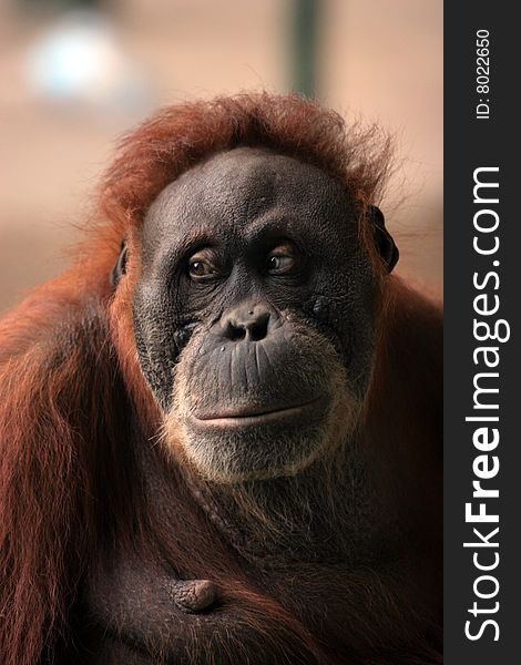 Large brown hairy orangutan looking away from viewer