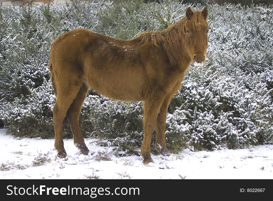 A pony in the snow. A pony in the snow