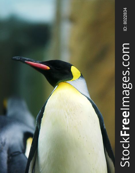 King Penguin, the second largest penguin in the world. King Penguin, the second largest penguin in the world