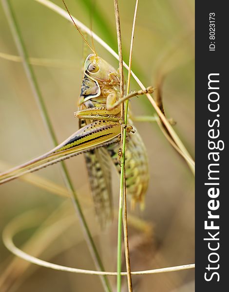 Macro shot of grasshopper in green gass