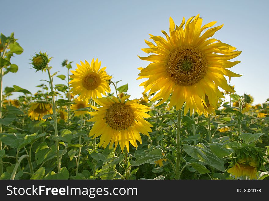 Sunflower field with blue sky