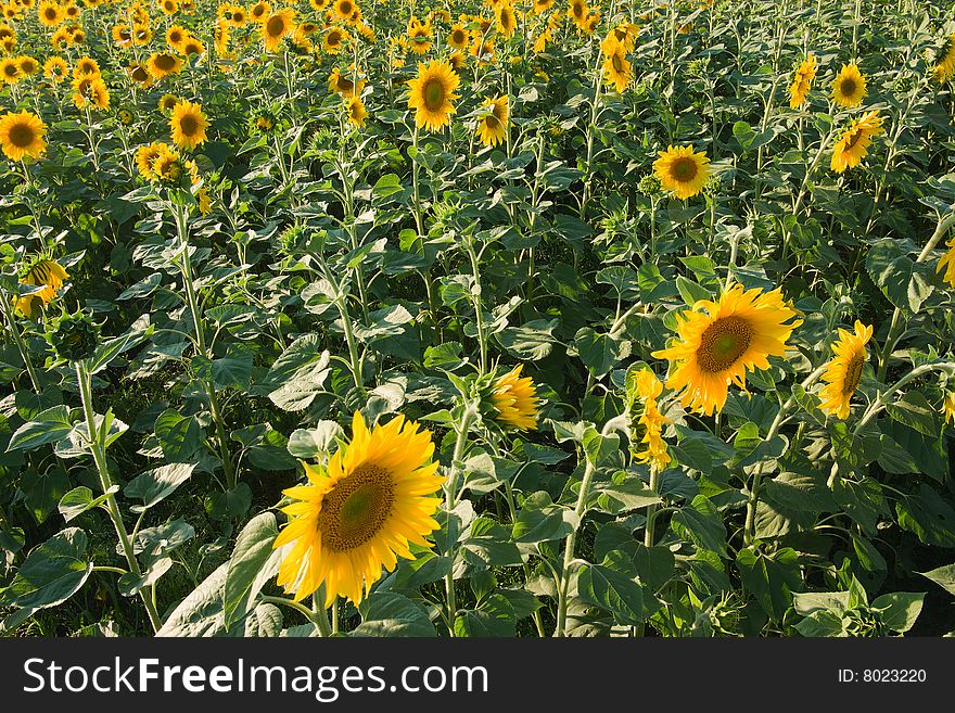 Sunflower field