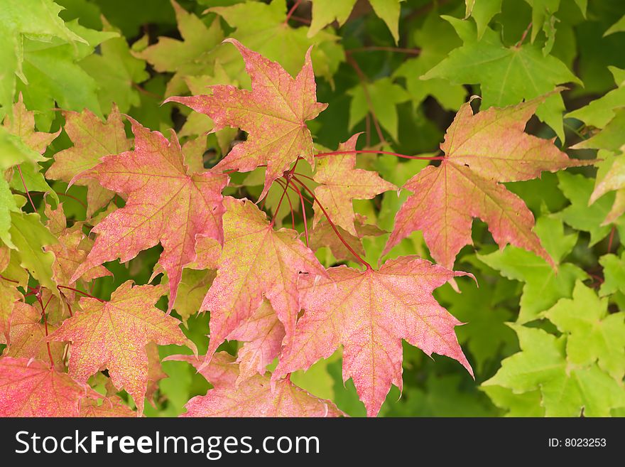 Autumn, maple leaves with rain drops