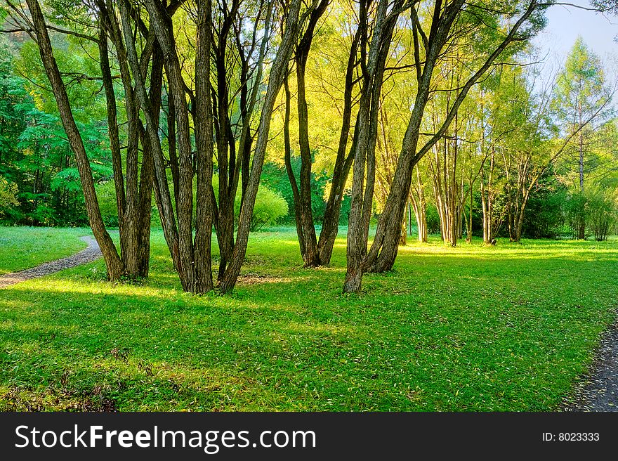 Sunlight rays in the forest. Sunlight rays in the forest