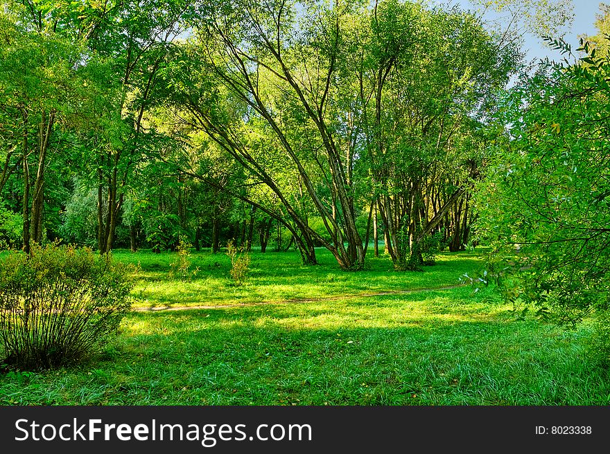 Sunlight rays in the forest. Sunlight rays in the forest