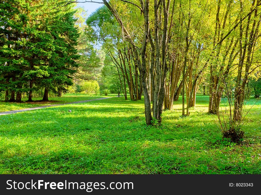 Sunlight rays in the forest. Sunlight rays in the forest