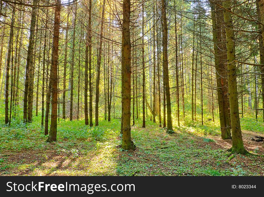 Mysterious fir forest with sunlight rays. Mysterious fir forest with sunlight rays