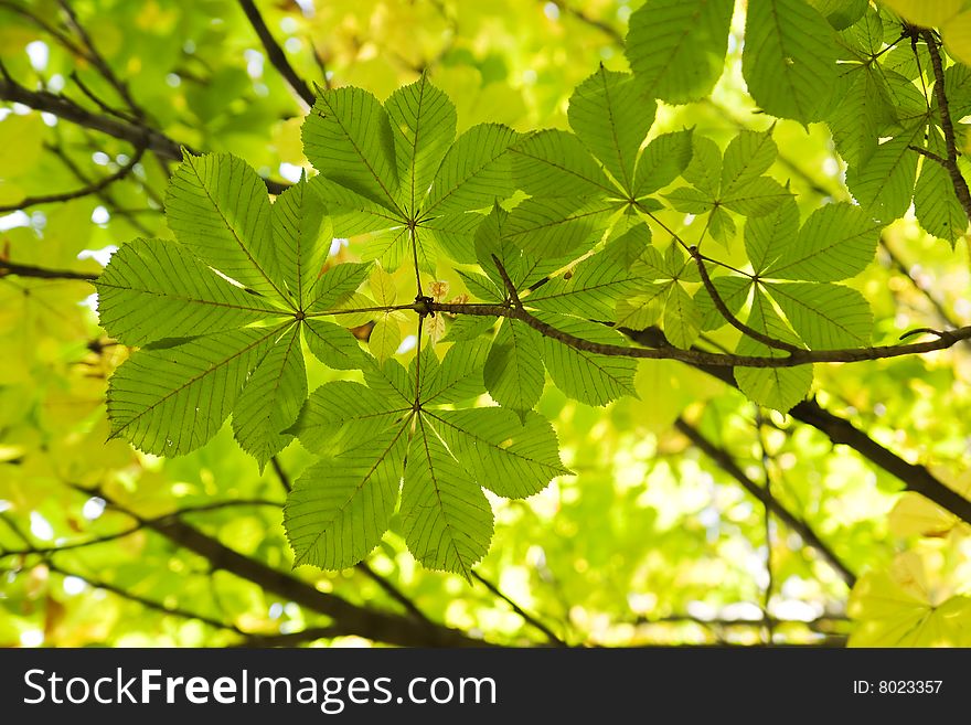 Chestnut leaves in sun rays