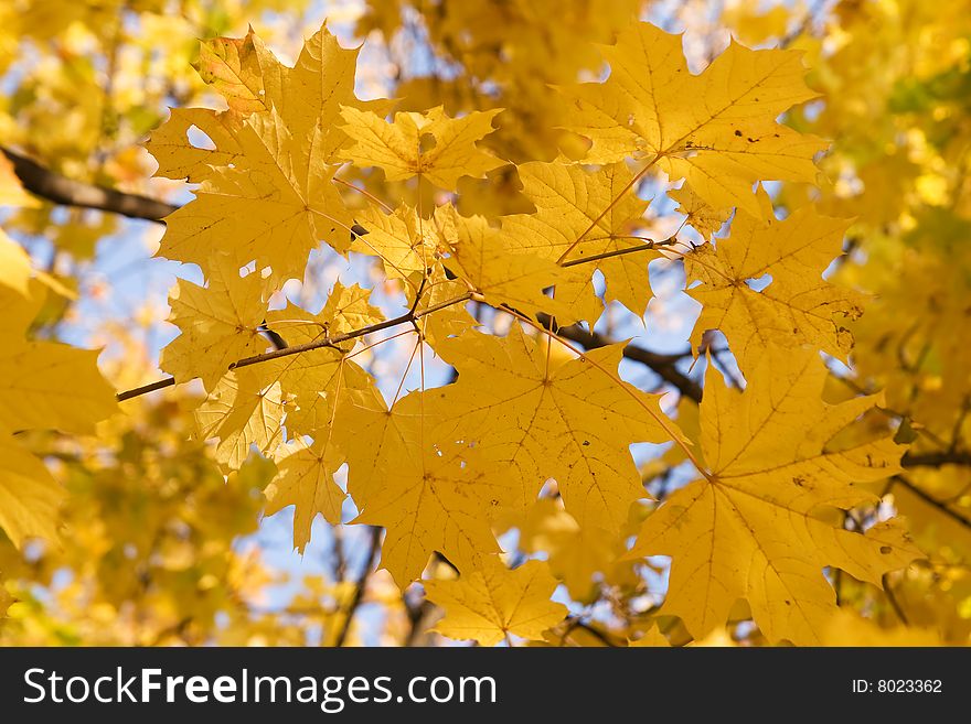 Autumnal gold maple leaves background. Autumnal gold maple leaves background