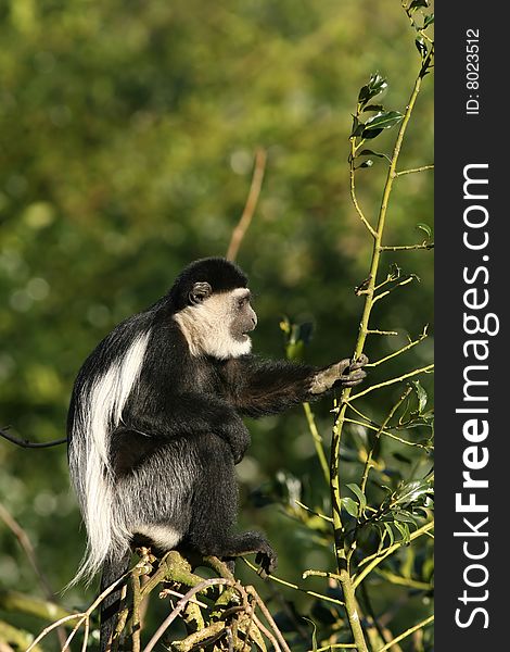 Black-and-white Colobus Monkey In A Tree