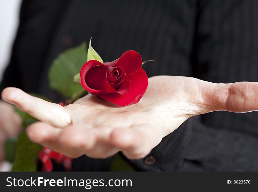 Man, holding a beautiful red rose on his open palm. Man, holding a beautiful red rose on his open palm