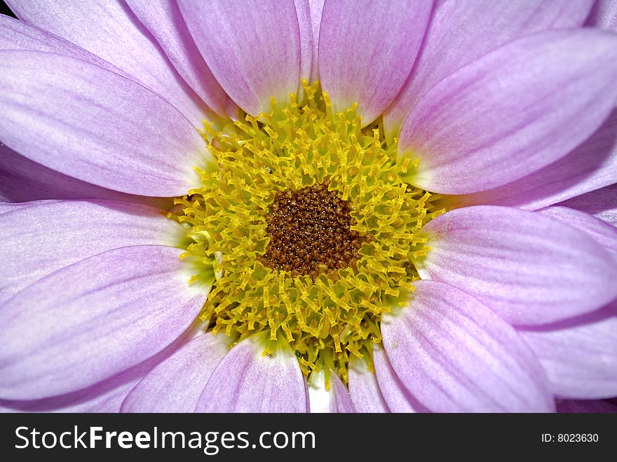 Close up daisy, high detail