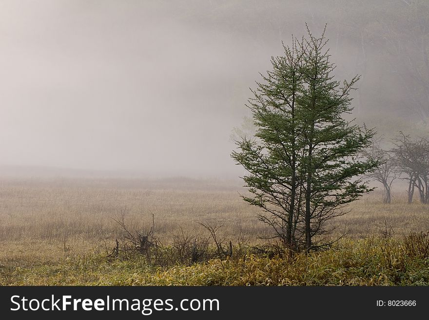 A pair of Pine trees in a misty meadow in Japan. A pair of Pine trees in a misty meadow in Japan