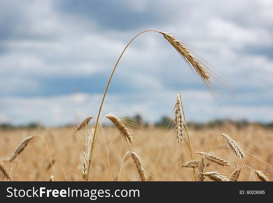 Wheaten field with clouds on a background. Wheaten field with clouds on a background