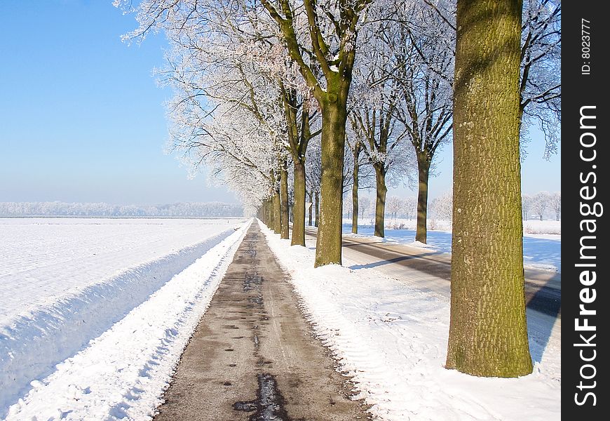 Nice view of road with snow landscape with lane of trees. Nice view of road with snow landscape with lane of trees