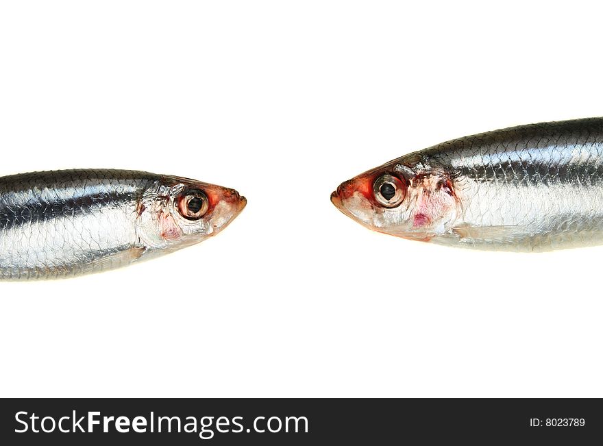 Two sprat fish head to head on white. Two sprat fish head to head on white