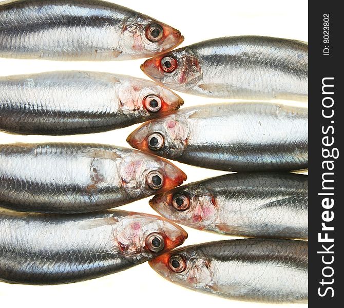 Group of sprats head to head