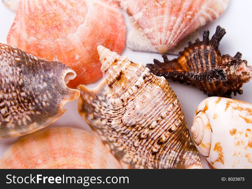 Various kinds of shells background