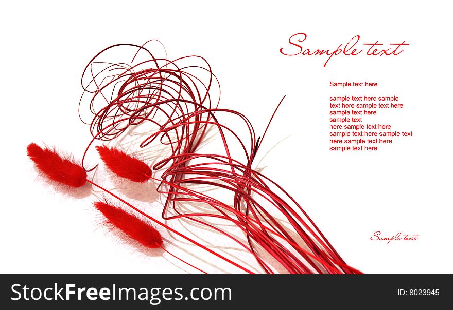 Red decoration plants isolated on white background with the text field. Red decoration plants isolated on white background with the text field