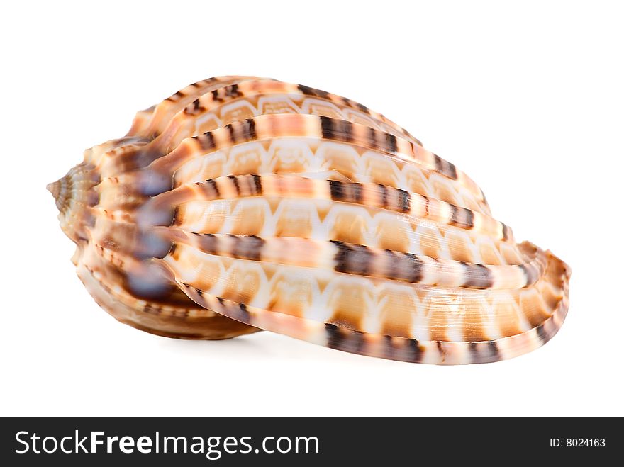 Sea shell