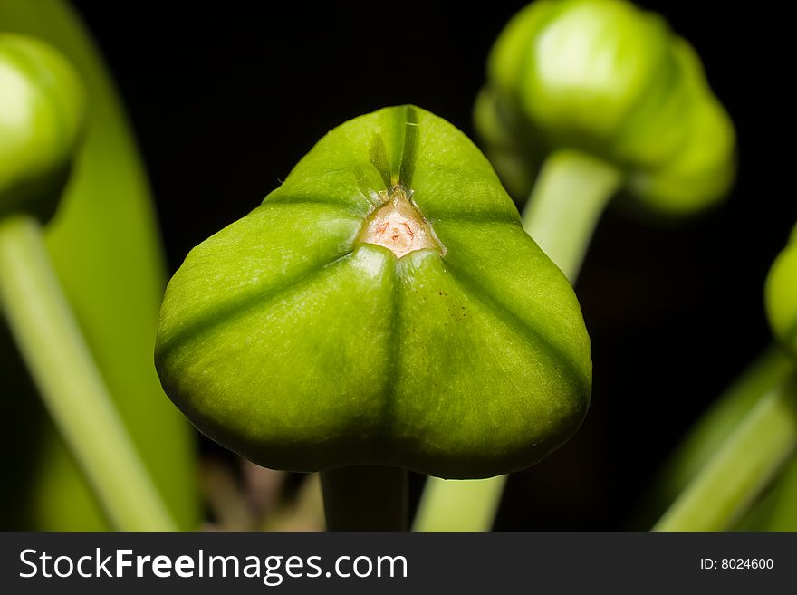 Macro seed capsule from a Amaryllis Barbadoslily