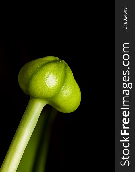 Macro seed capsule from a Amaryllis Barbadoslily with black background and some green leafs in the background. Macro seed capsule from a Amaryllis Barbadoslily with black background and some green leafs in the background