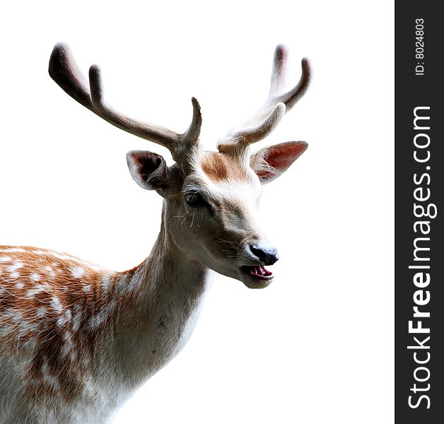 A fallow deer isolated on a whte background