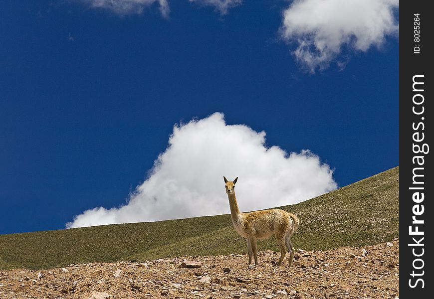 A curious lama in a dry landscape. A curious lama in a dry landscape.