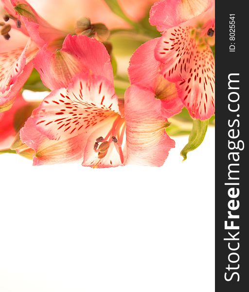 Bouquet of pink tropical orchids on white, floral background