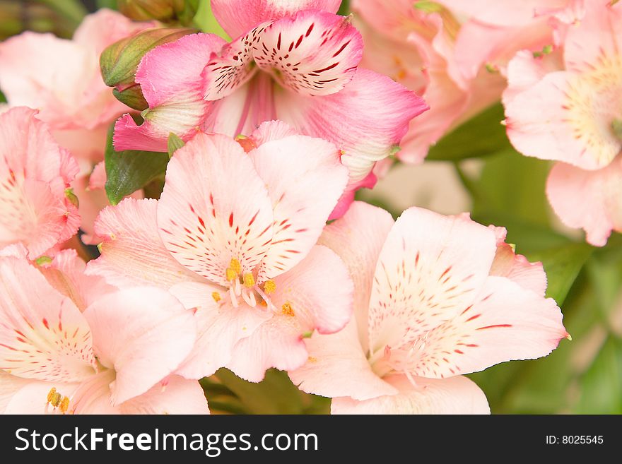 Bouquet of pink tropical orchids, floral background