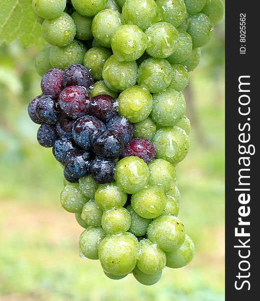 Ripening grapes after a summer rain. First parts are changing color from green to blue.