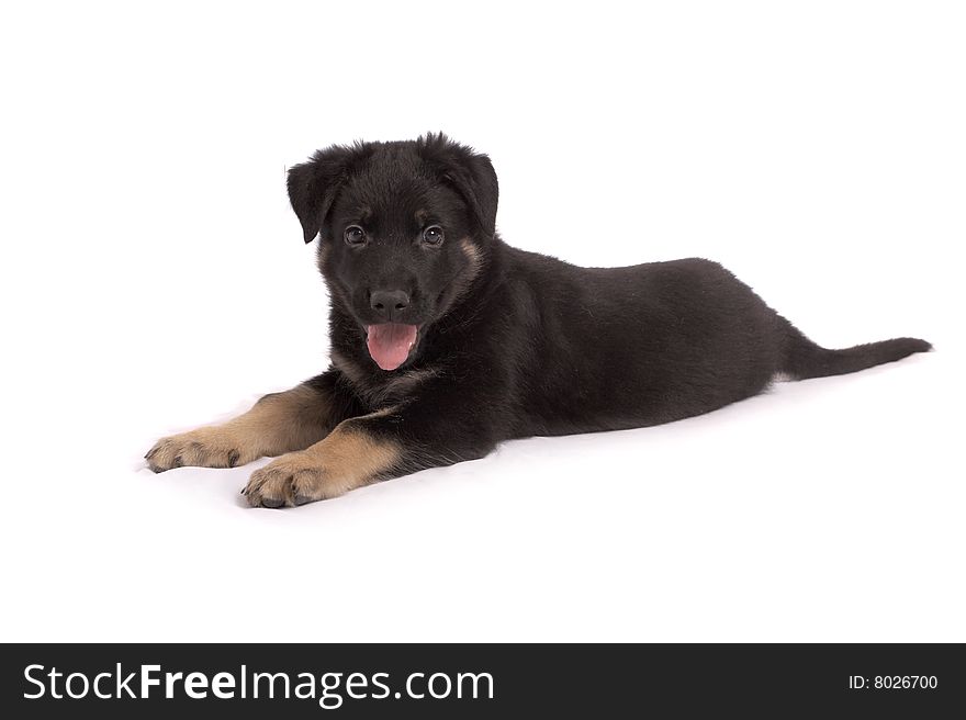 The sheep-dog puppy on a white background