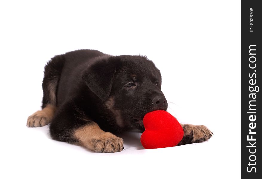 The puppy holds heart in paws
