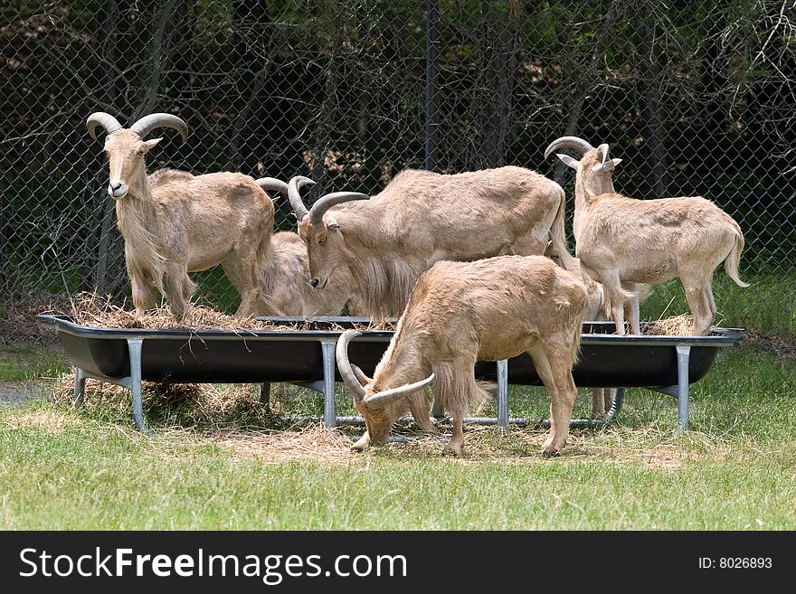 Billy goats feeding, Six Flag Safari in New Jersey