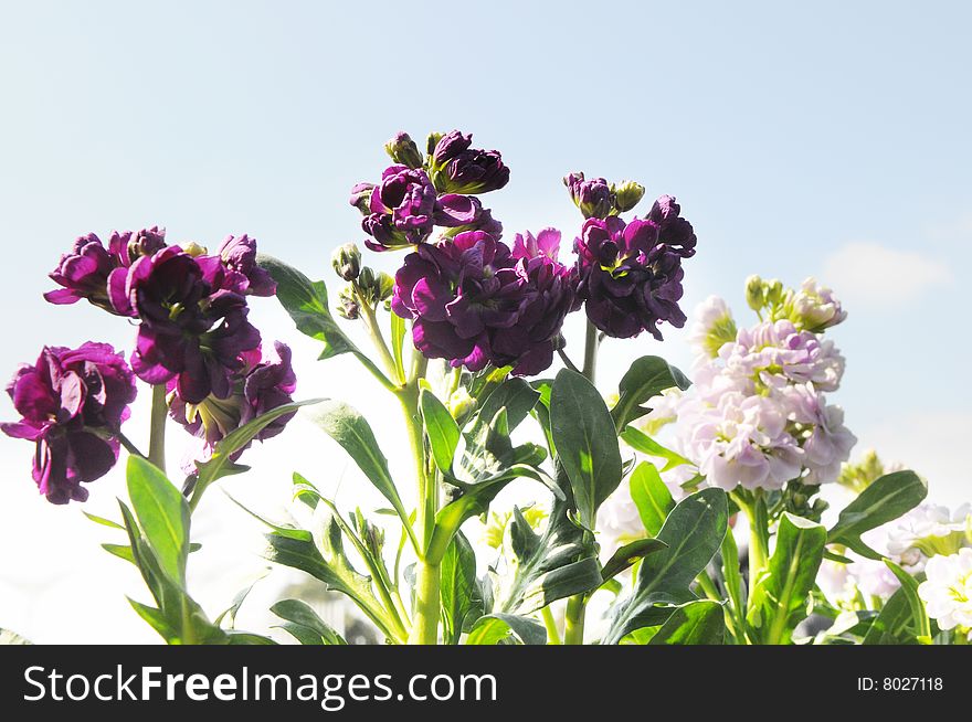 The colorful violet flowers in spring sunny sky. The colorful violet flowers in spring sunny sky.