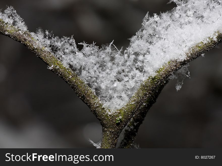 Twig with snow flakes closeup shot